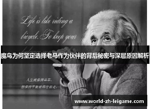 魔鸟为何坚定选择老马作为伙伴的背后秘密与深层原因解析